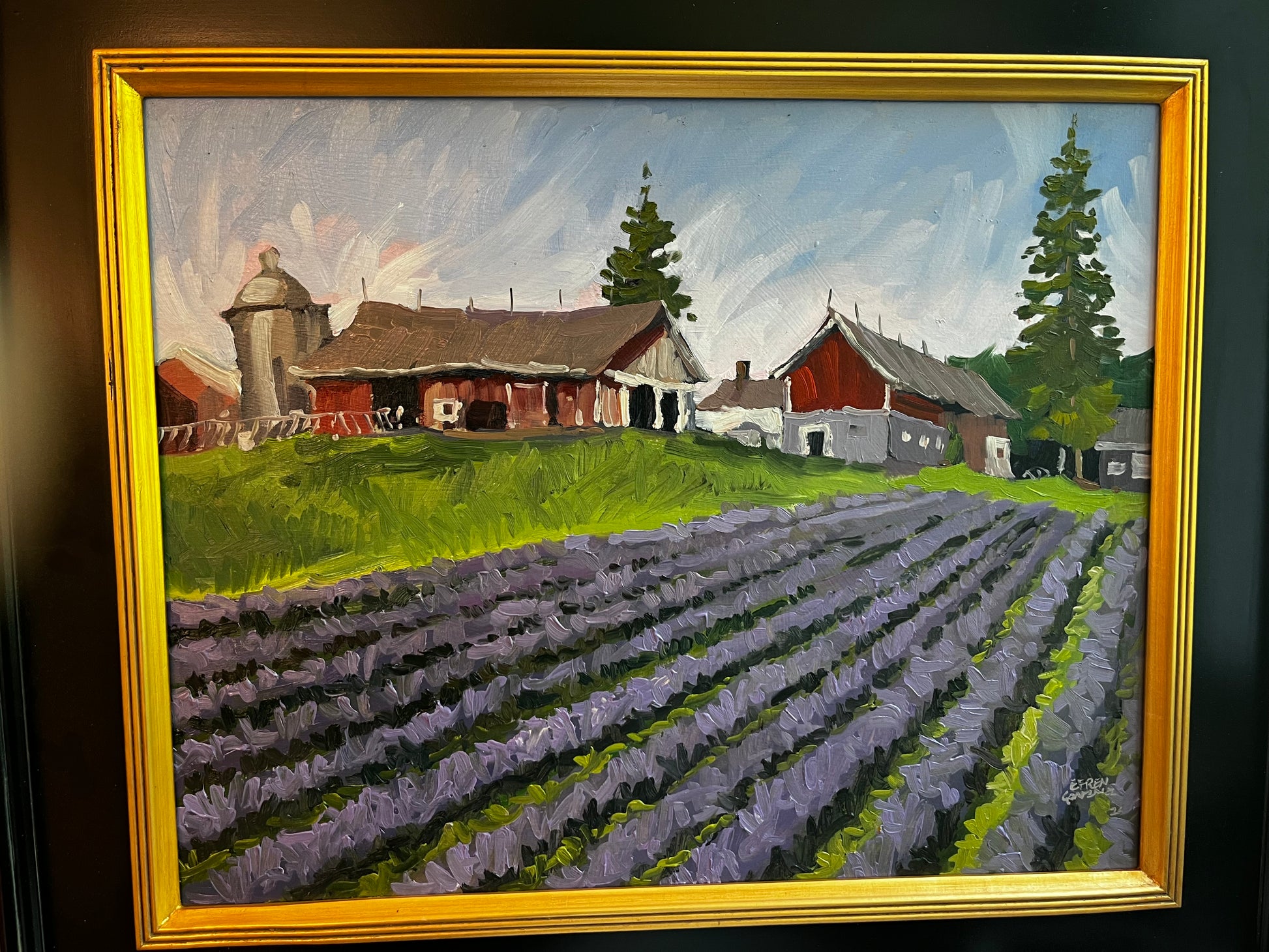 Plantío de lavanda