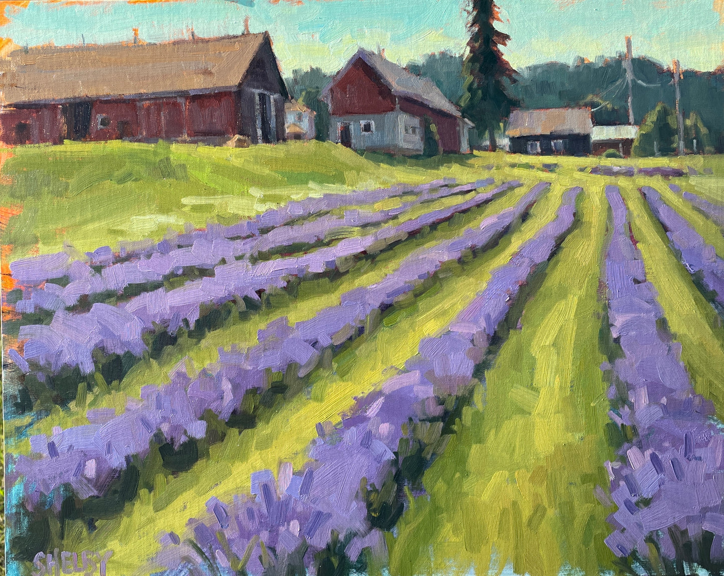 Lavender Fields Forever