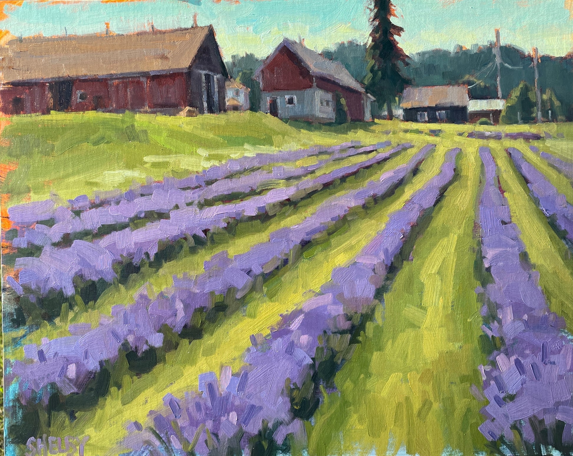 Lavender Fields Forever