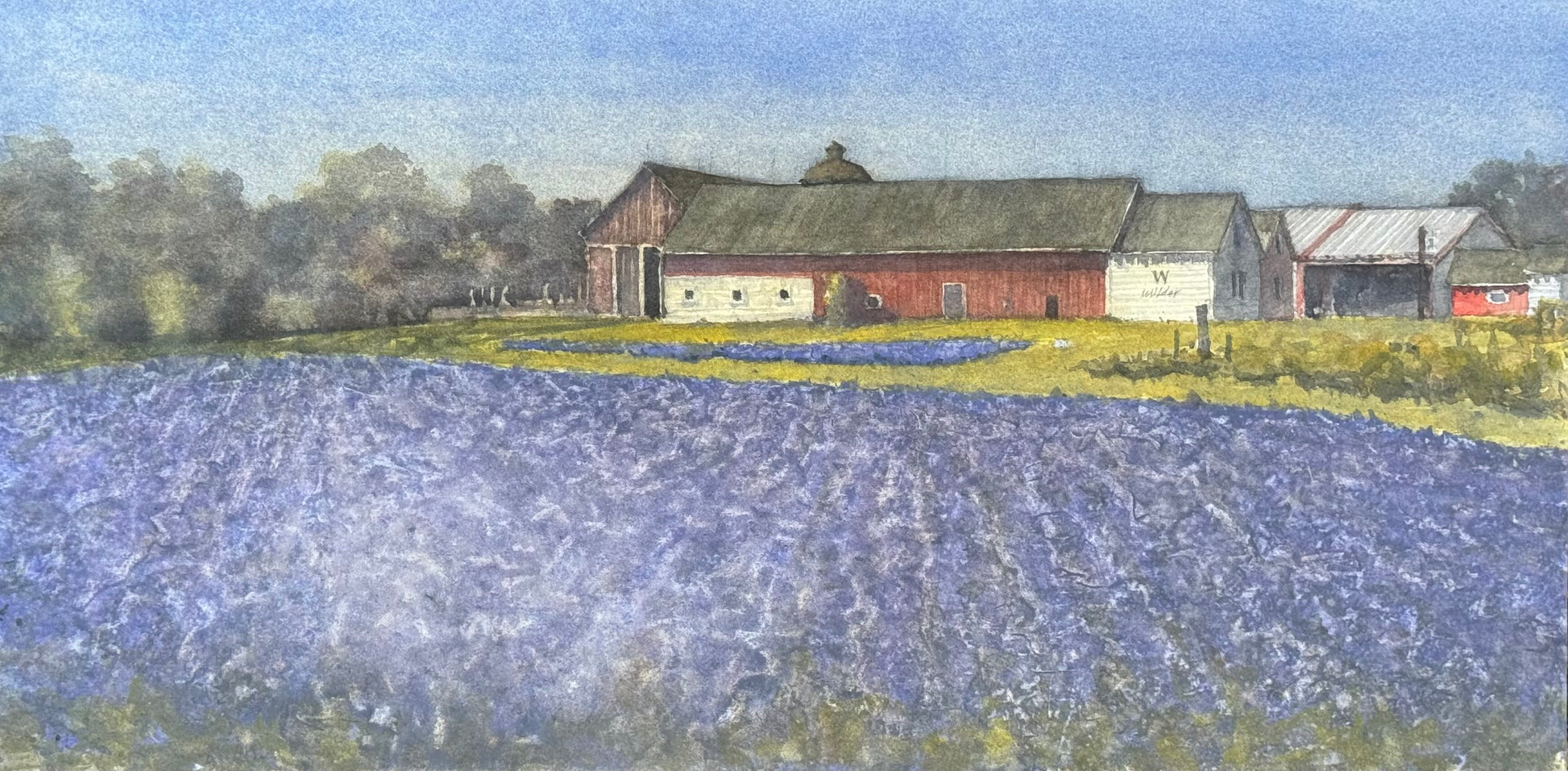 Lavender Fields Forever 