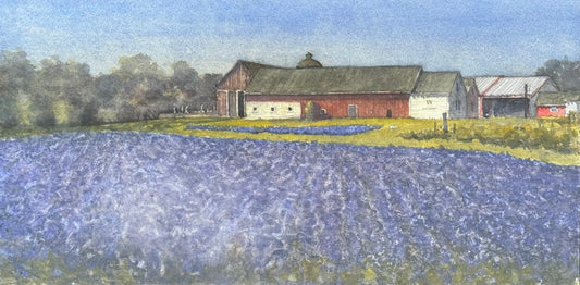 Lavender Fields Forever 