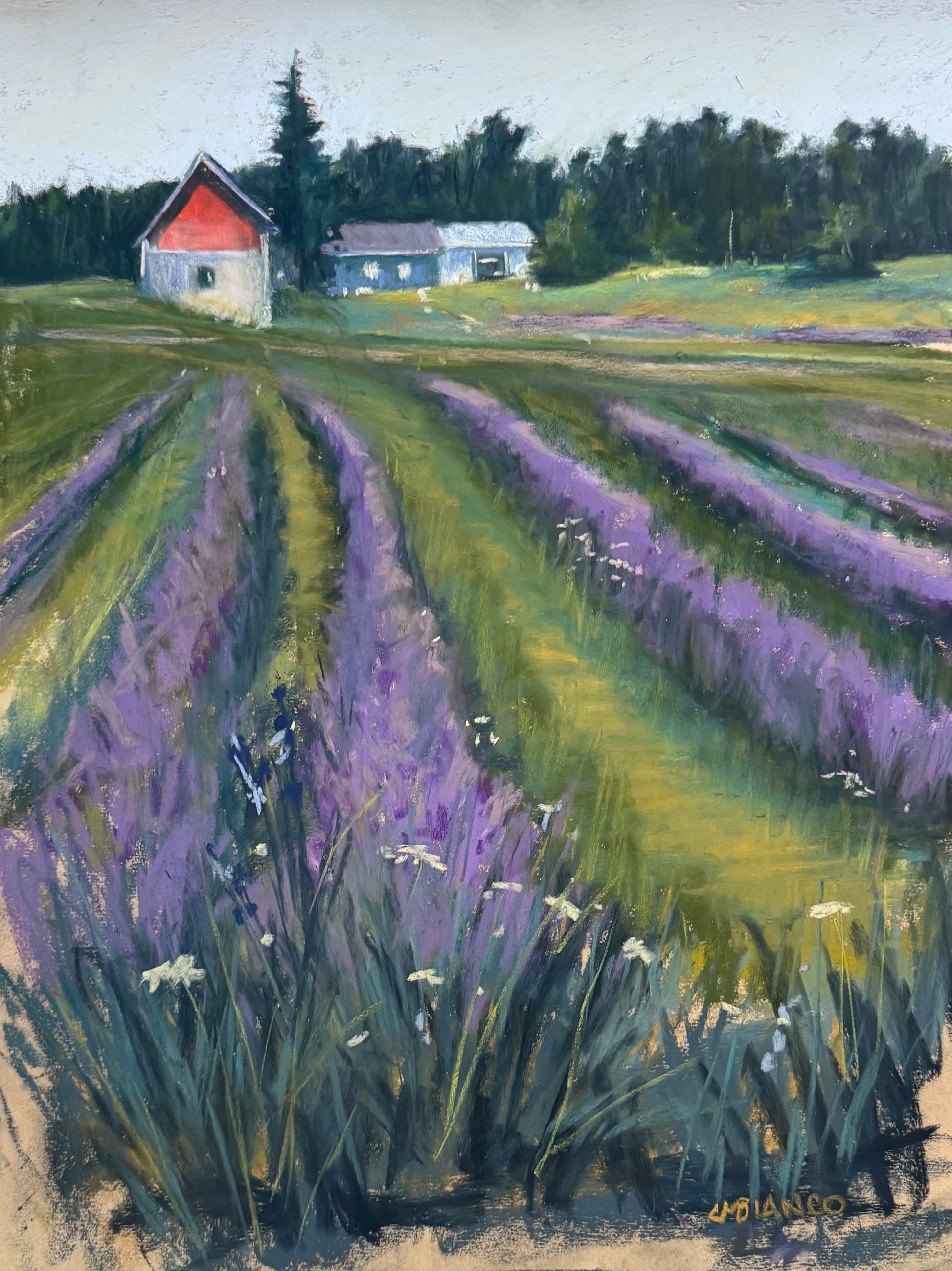 Wild Lavender