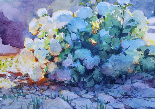 Hydrangea Glow