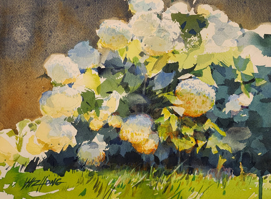 White Hydrangeas 